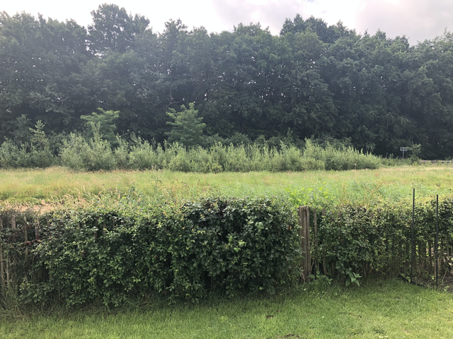 Rodenbergsedreef 8, Driebergen-Rijsenburg