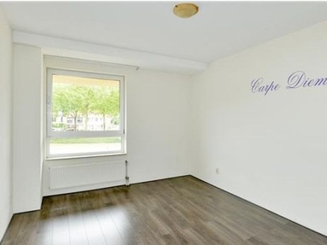 Lotustuin ONG, Rotterdam