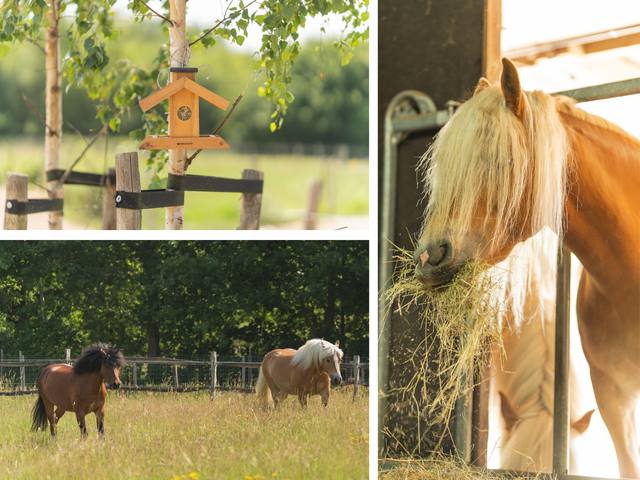 Julianastraat 81, Heikant