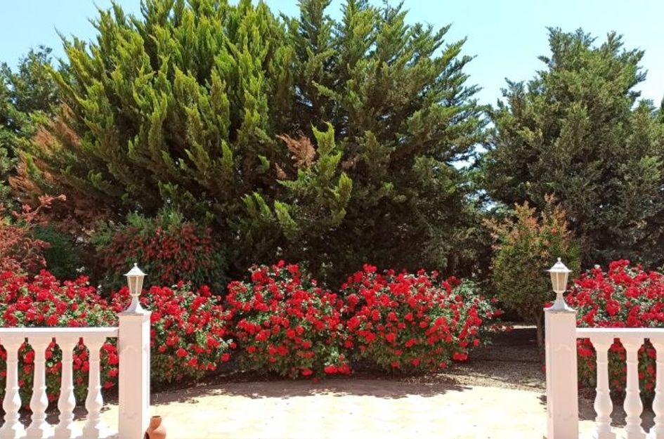 Camino de los Berengueles 224