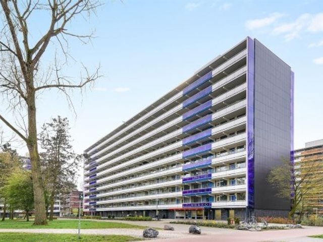 Spinnekop ONG, Amsterdam