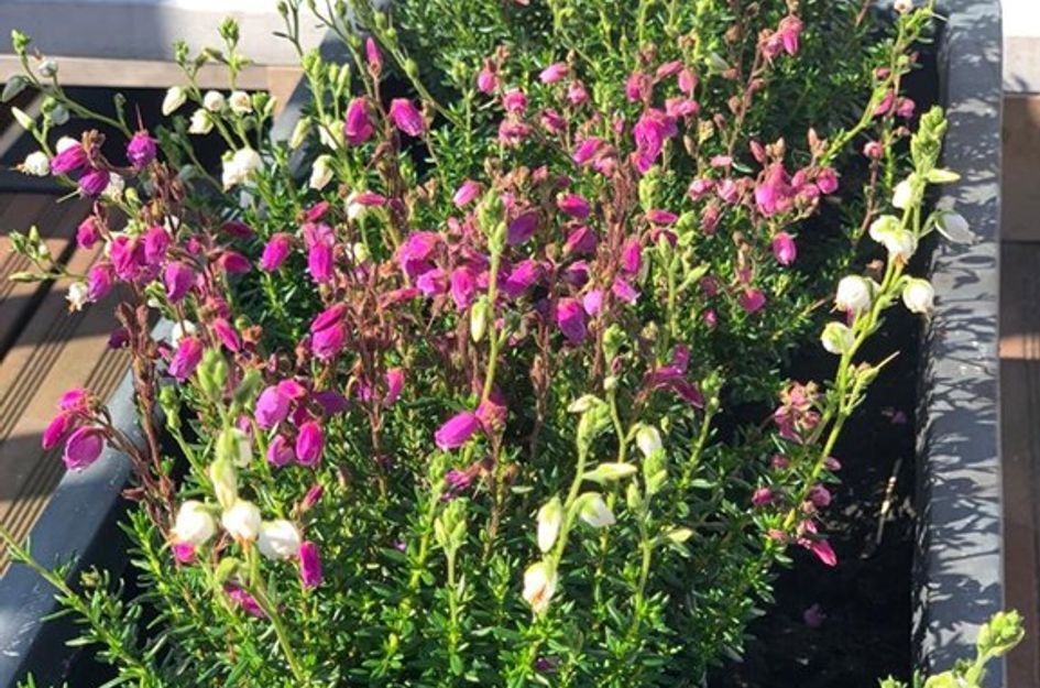 Van Ostadestraat 350 3