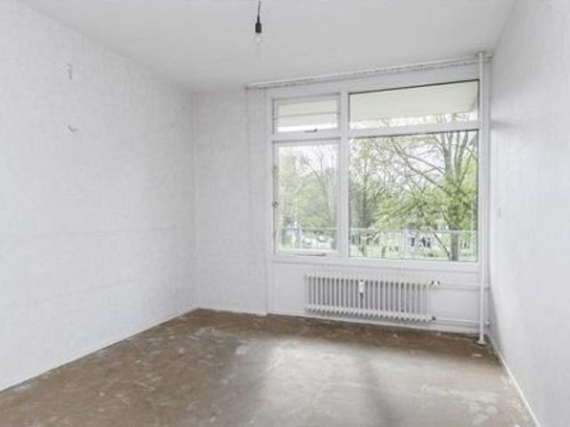 Amerbos ONG, Amsterdam