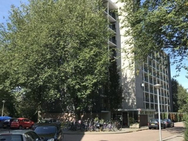 Amerbos ONG, Amsterdam