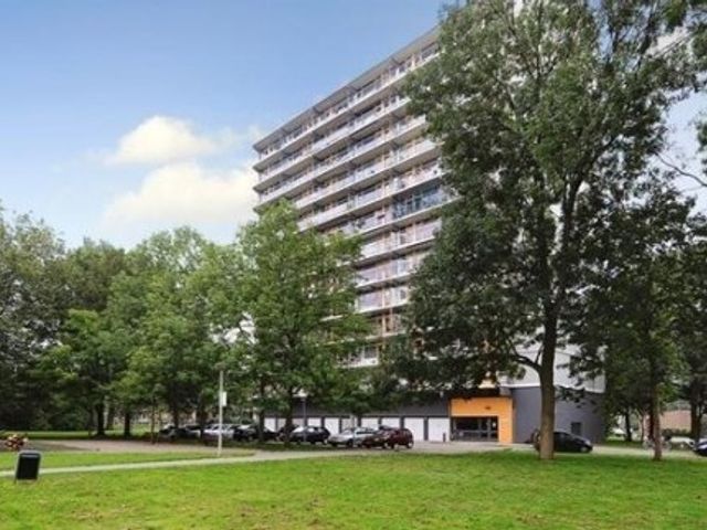 Elviraland ONG, 's-Gravenhage