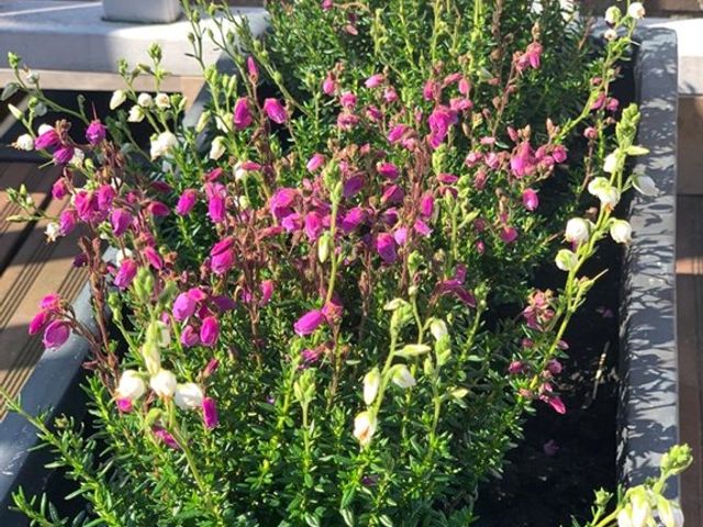 Van Ostadestraat 350 3, Amsterdam