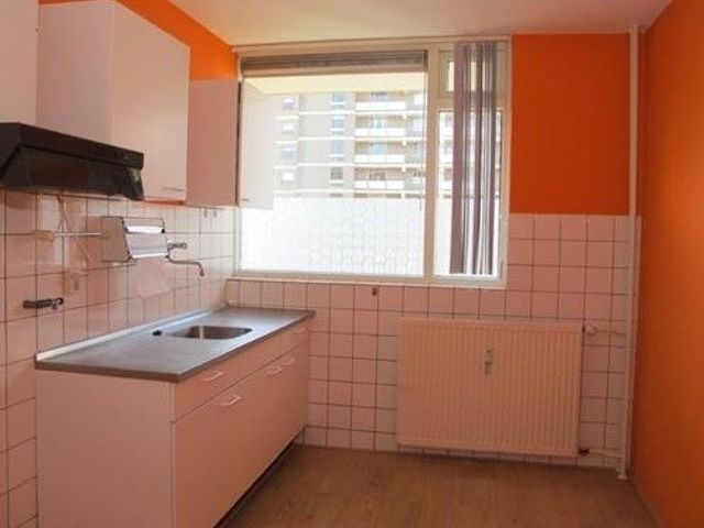 Dadeltuin ONG, Rotterdam