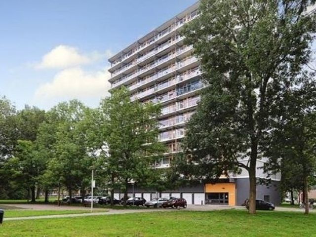 Elviraland , Den Haag