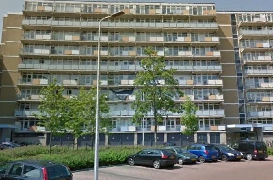 Lupinesingel 