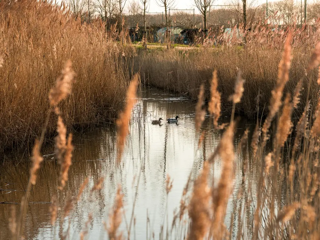 Essenvelt Fase II, Middelburg