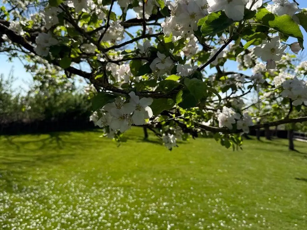 Plataanweg 19, OVEZANDE