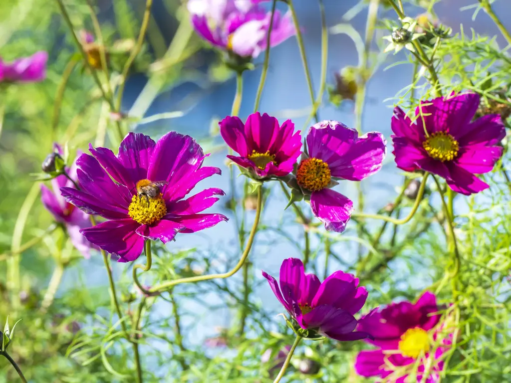 Souburg Noord Fase III, Oost-Souburg