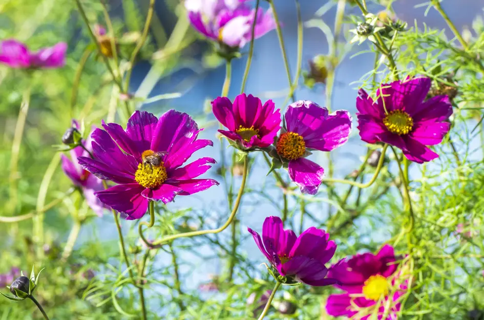 Souburg Noord Fase III