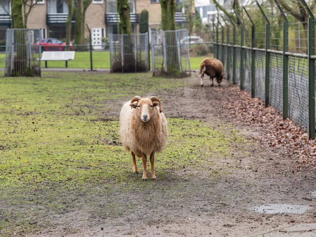 Schollevaarstraat 52, MAASSLUIS