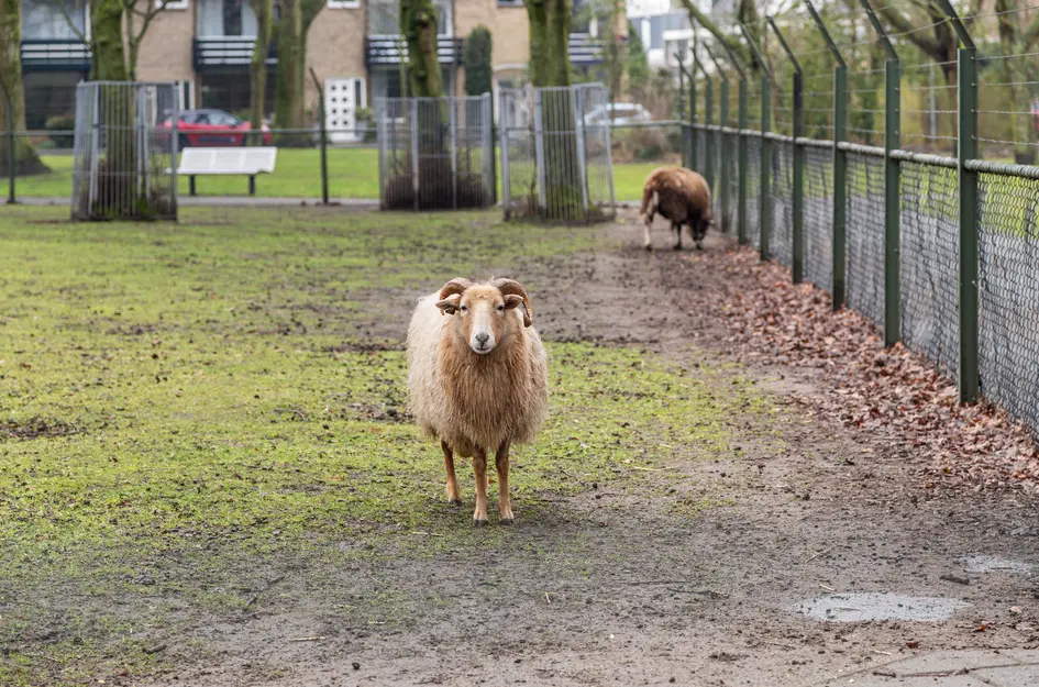 Schollevaarstraat 52