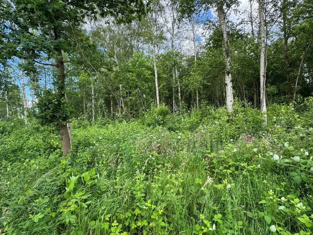 Tervoortseweg ONG, Bavel