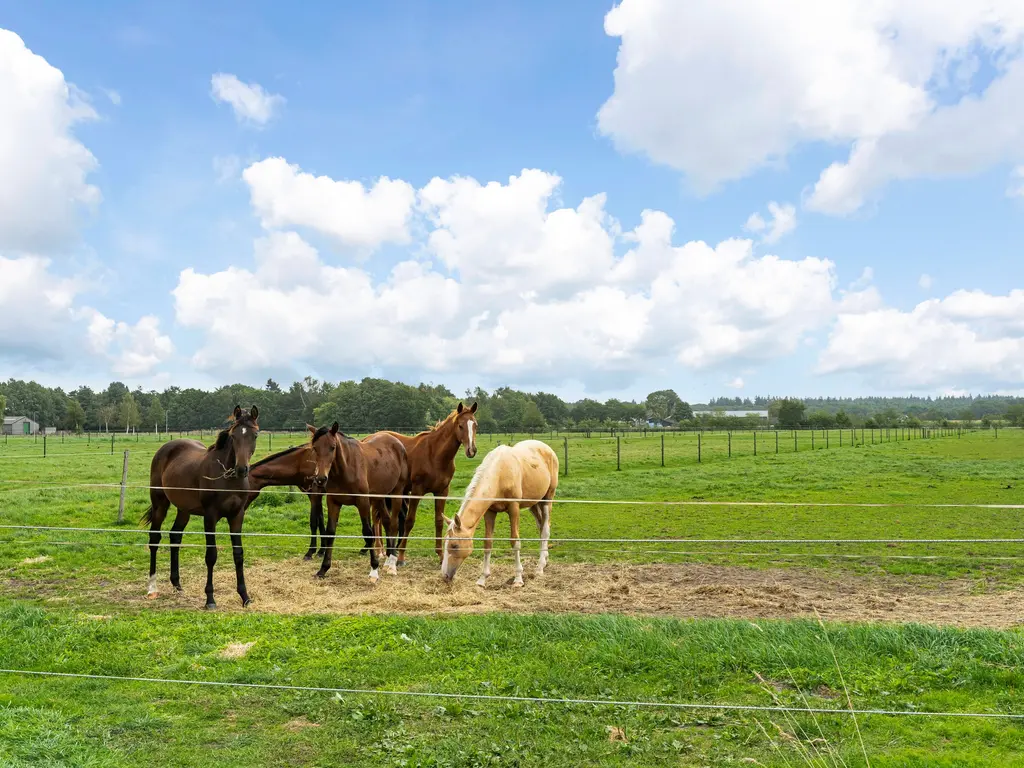 Nederheide 9aa, Schijf