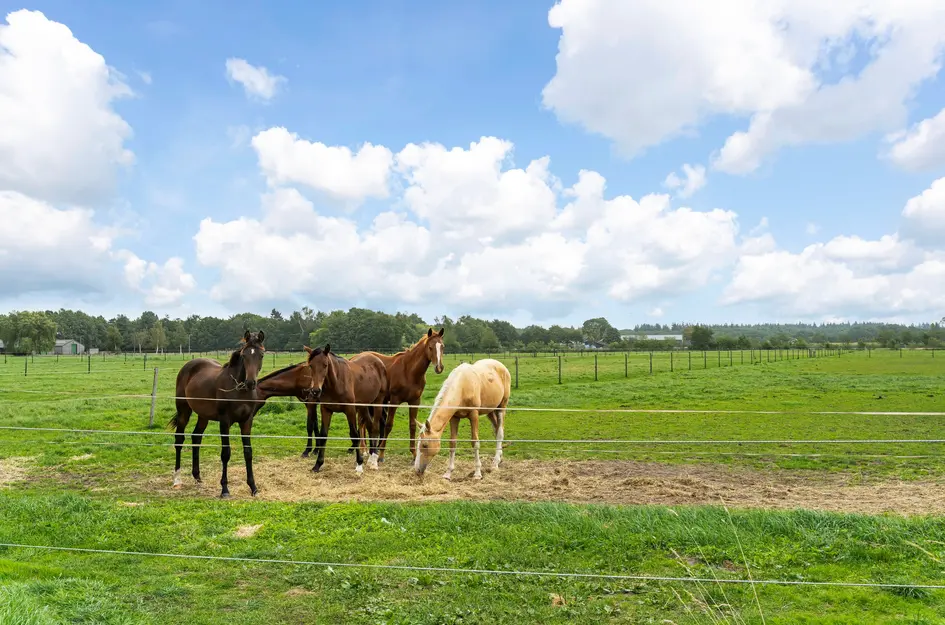 Nederheide 9aa