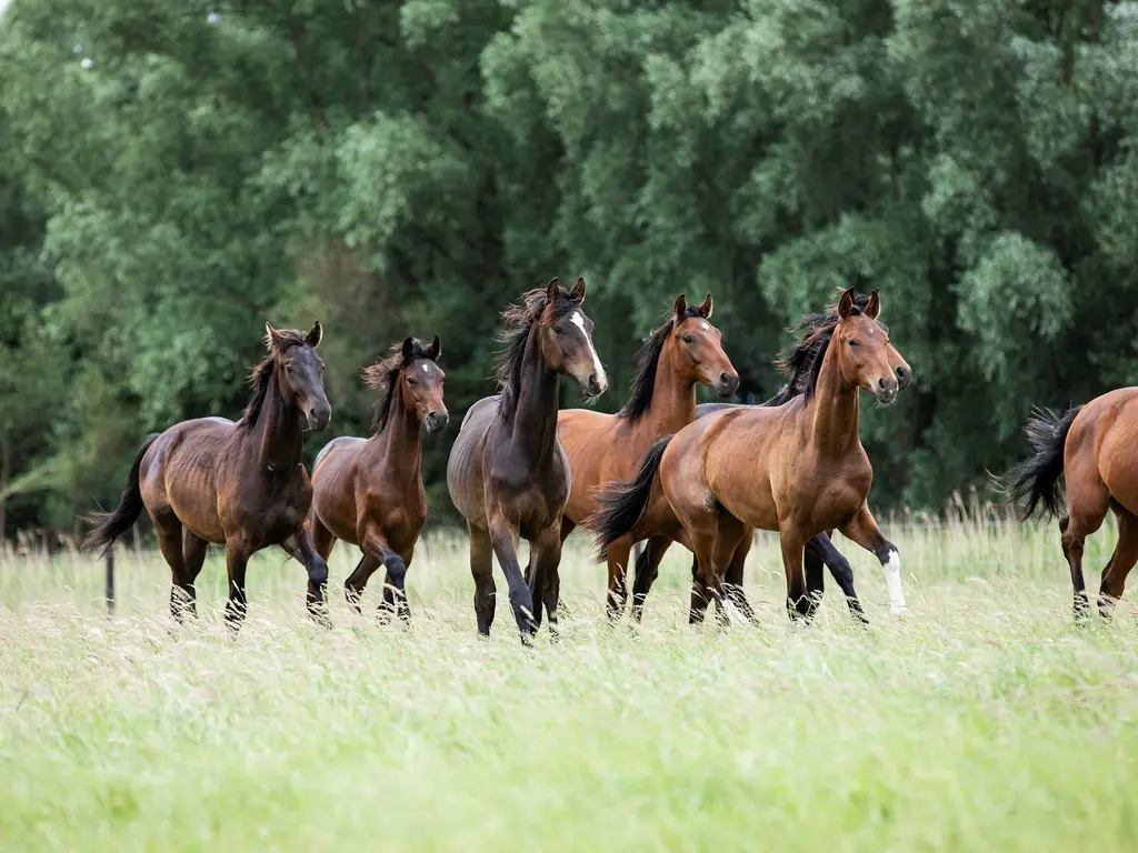 Gastelsedijk Zuid 4, Oud Gastel