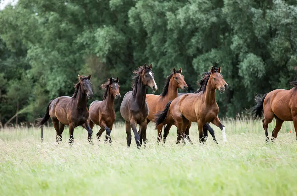 Gastelsedijk Zuid 4