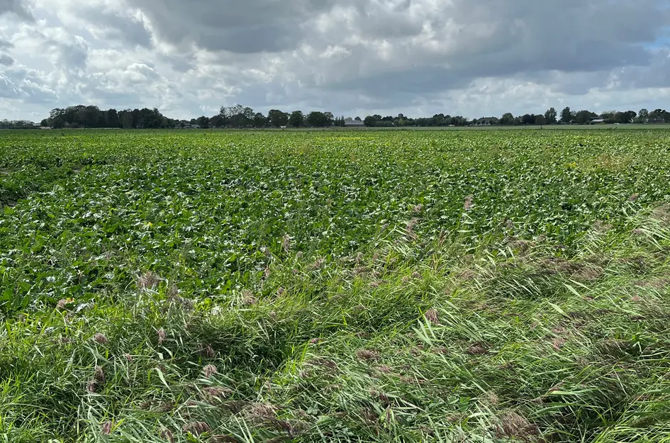 Brede Balrouw 