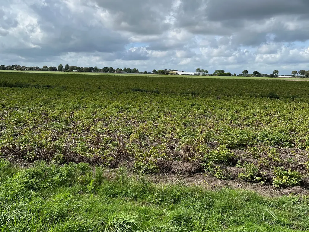 Brede Balrouw , Hoeven