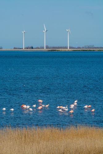 huizen te koop nieuwe-tonge