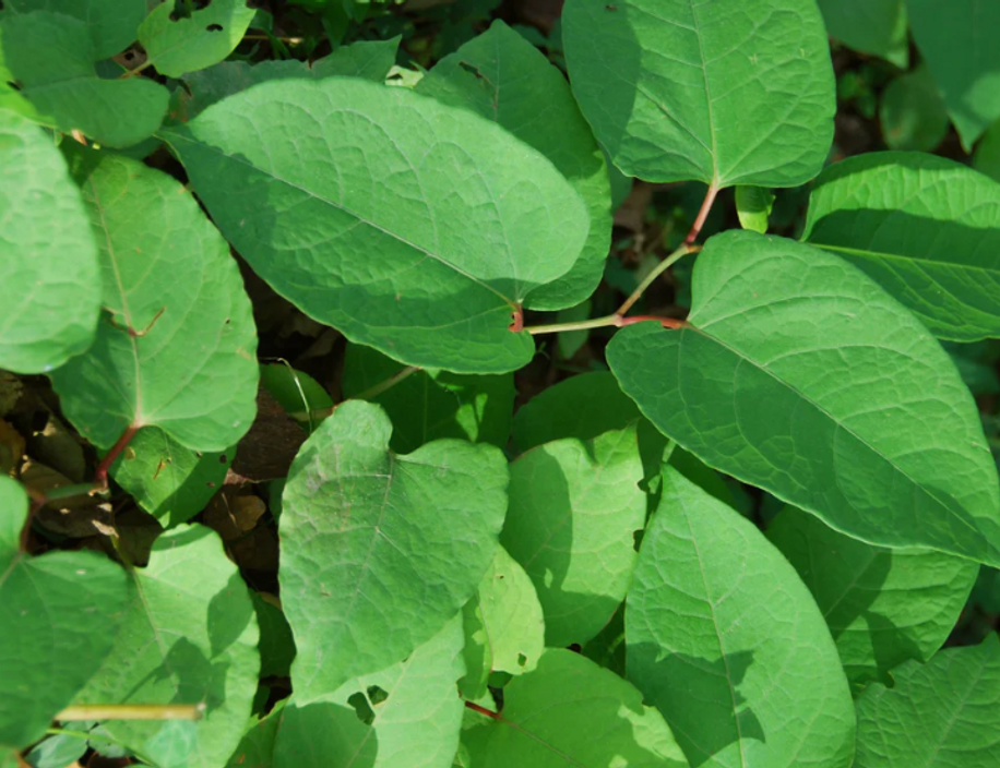 🚨 Let op: Japanse Duizendknoop in tuinen – wees alert!