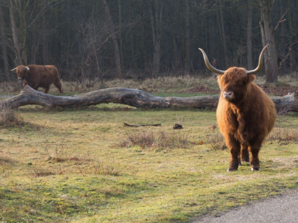 Zanderij-Zuid, Castricum