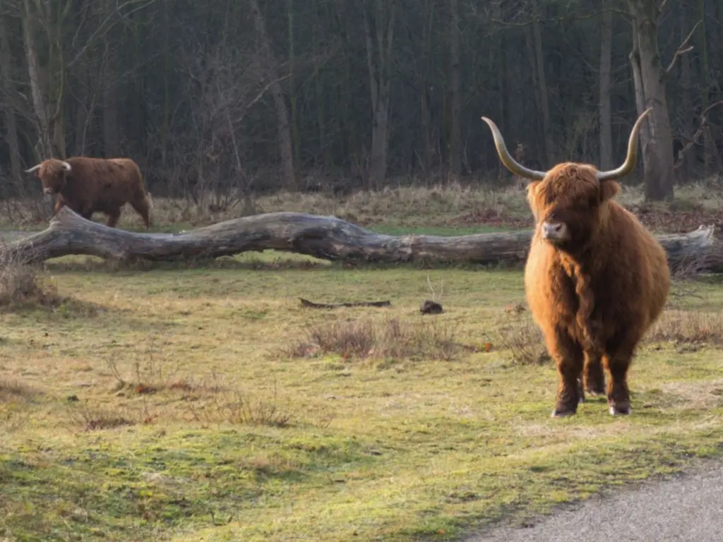 Zanderij-Zuid, Castricum