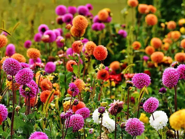 Dahlia Park bnr. 71 , WINKEL
