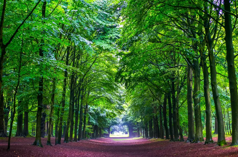 Perceel Hoogeweg 