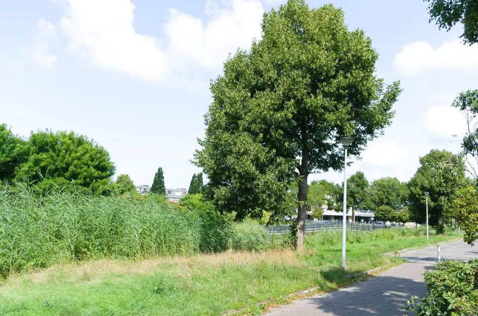 Oesdommerveen 12