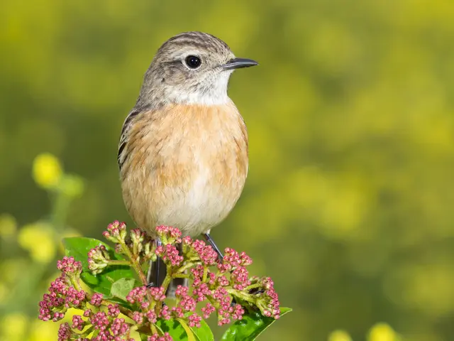 Zanderijweg 14, bouwnummer 39 , CASTRICUM