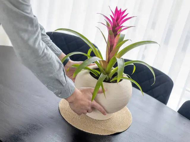 Lekstraat 11, BEVERWIJK