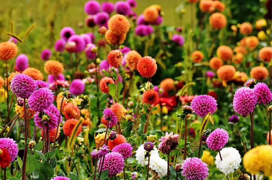 Pioendahlia 40