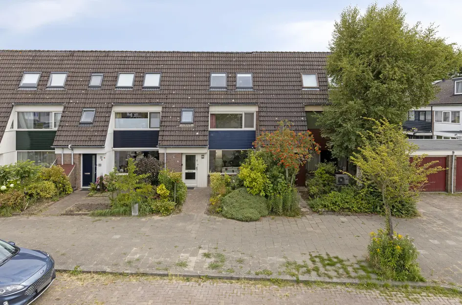 Zwanebloem 7