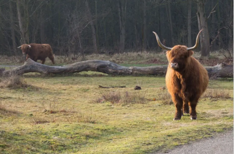 Zanderijweg 13 