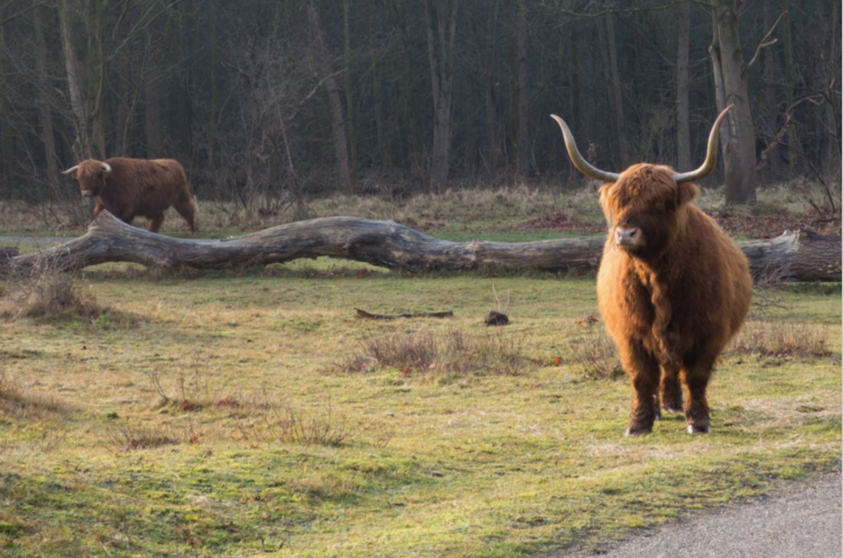 Zanderijweg 18, bouwnummer 22 