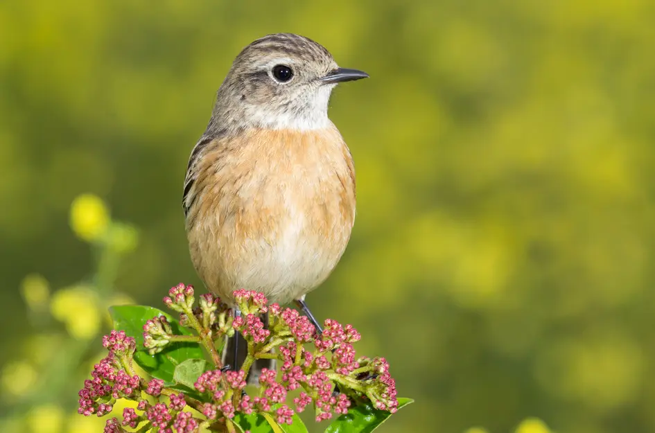 Zanderijweg 15, bouwnummer 3 