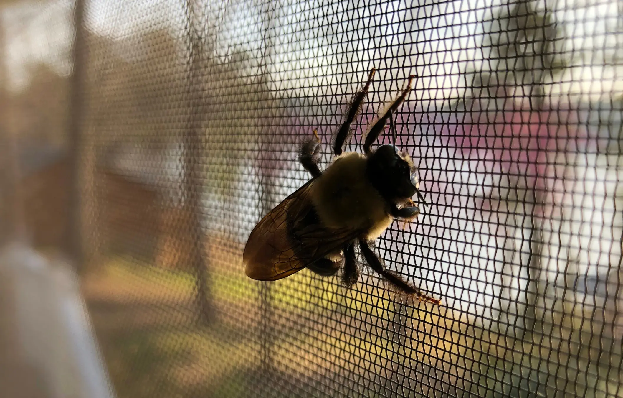 Keep the smallest insects out with diverse mesh options