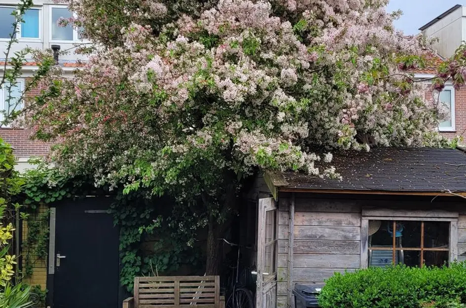 Theemsstraat 32