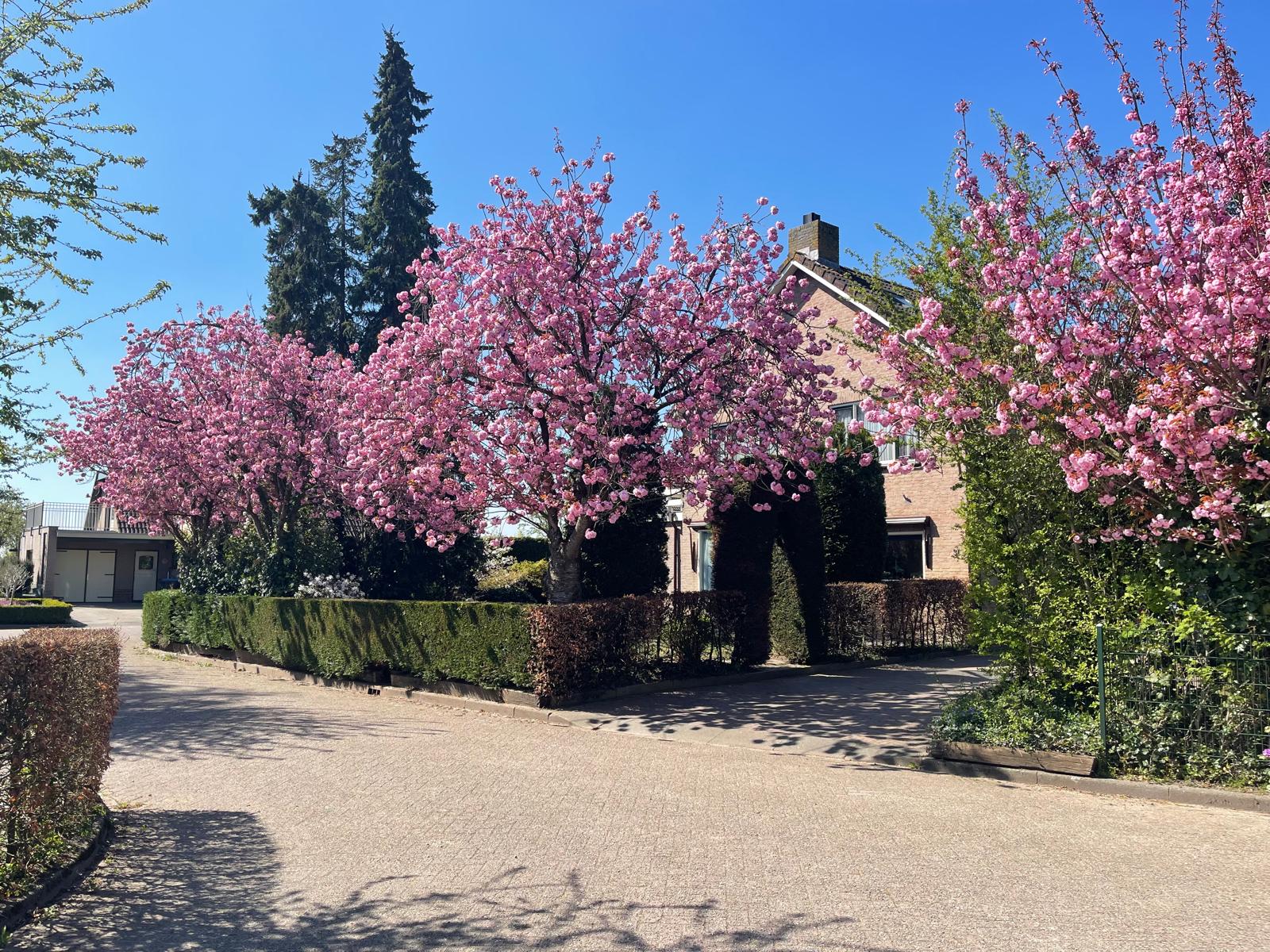 Achtermonde 31, afbeelding 5