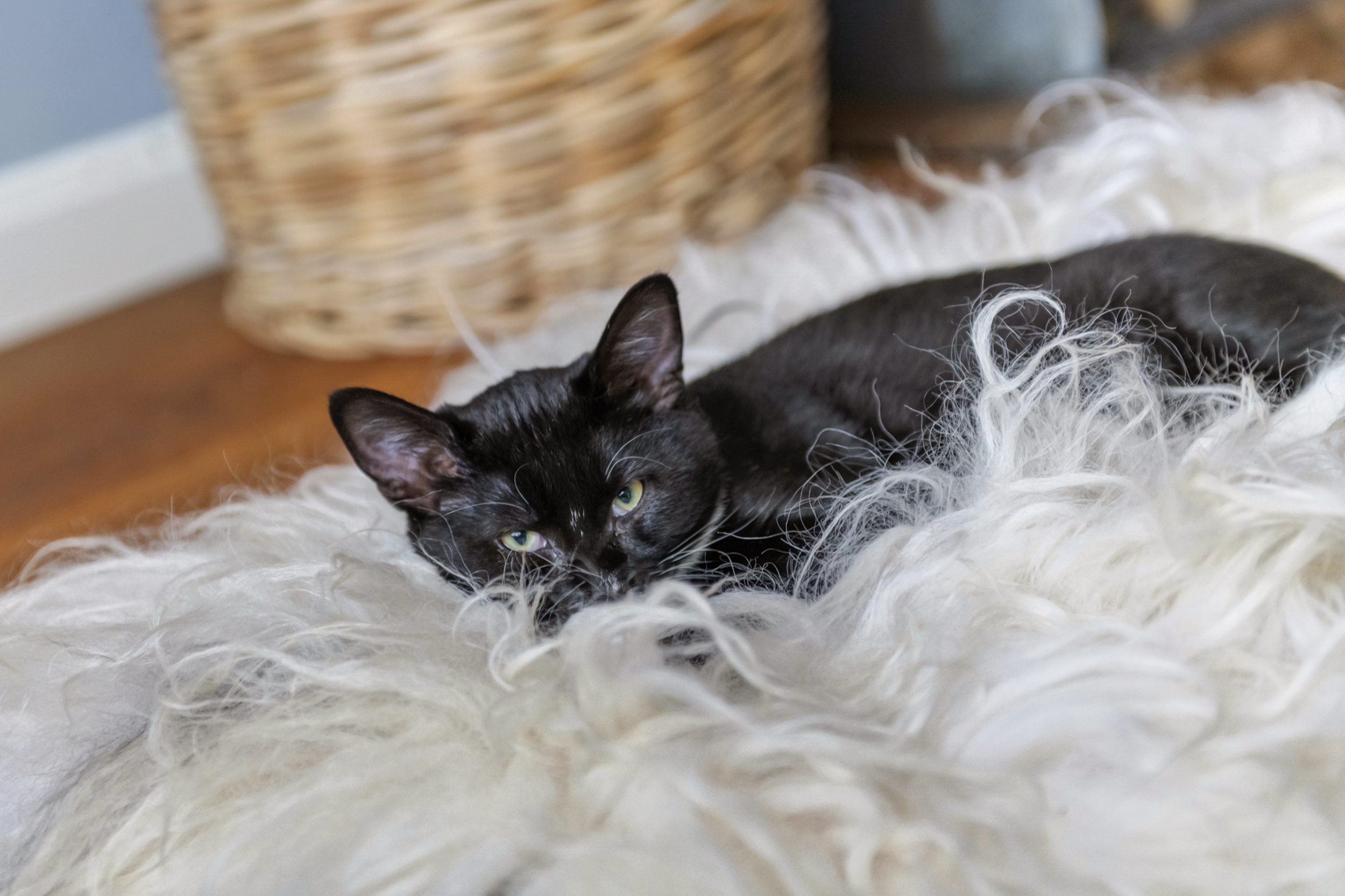 Smalzijde 6, afbeelding 14