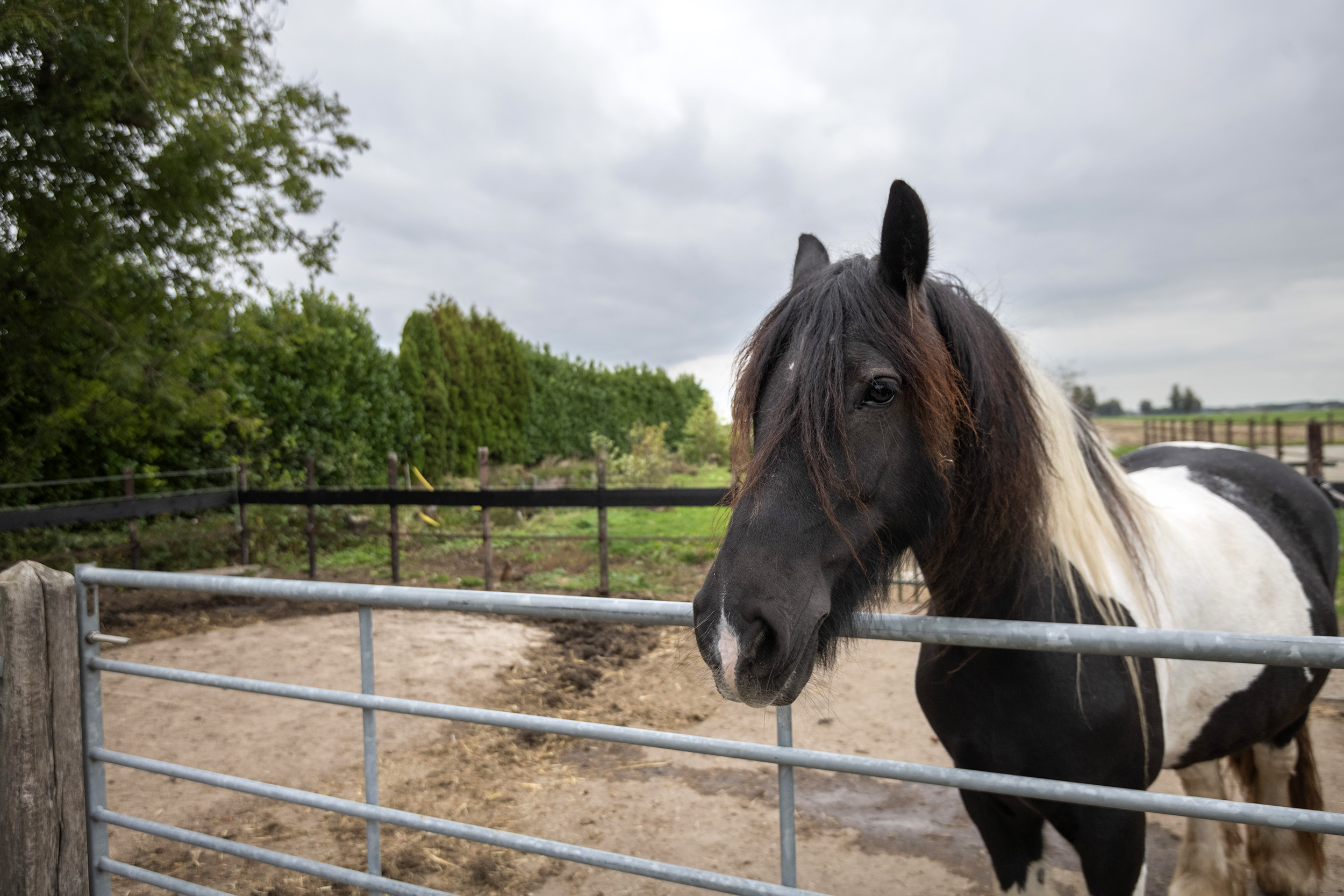 Smalzijde 6, afbeelding 80