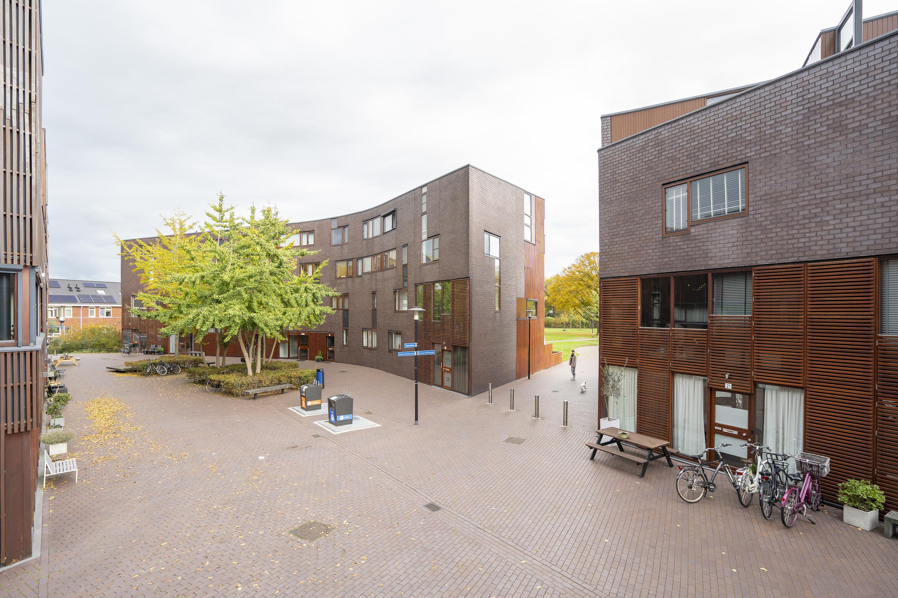 Dotterbloem 14, afbeelding 14