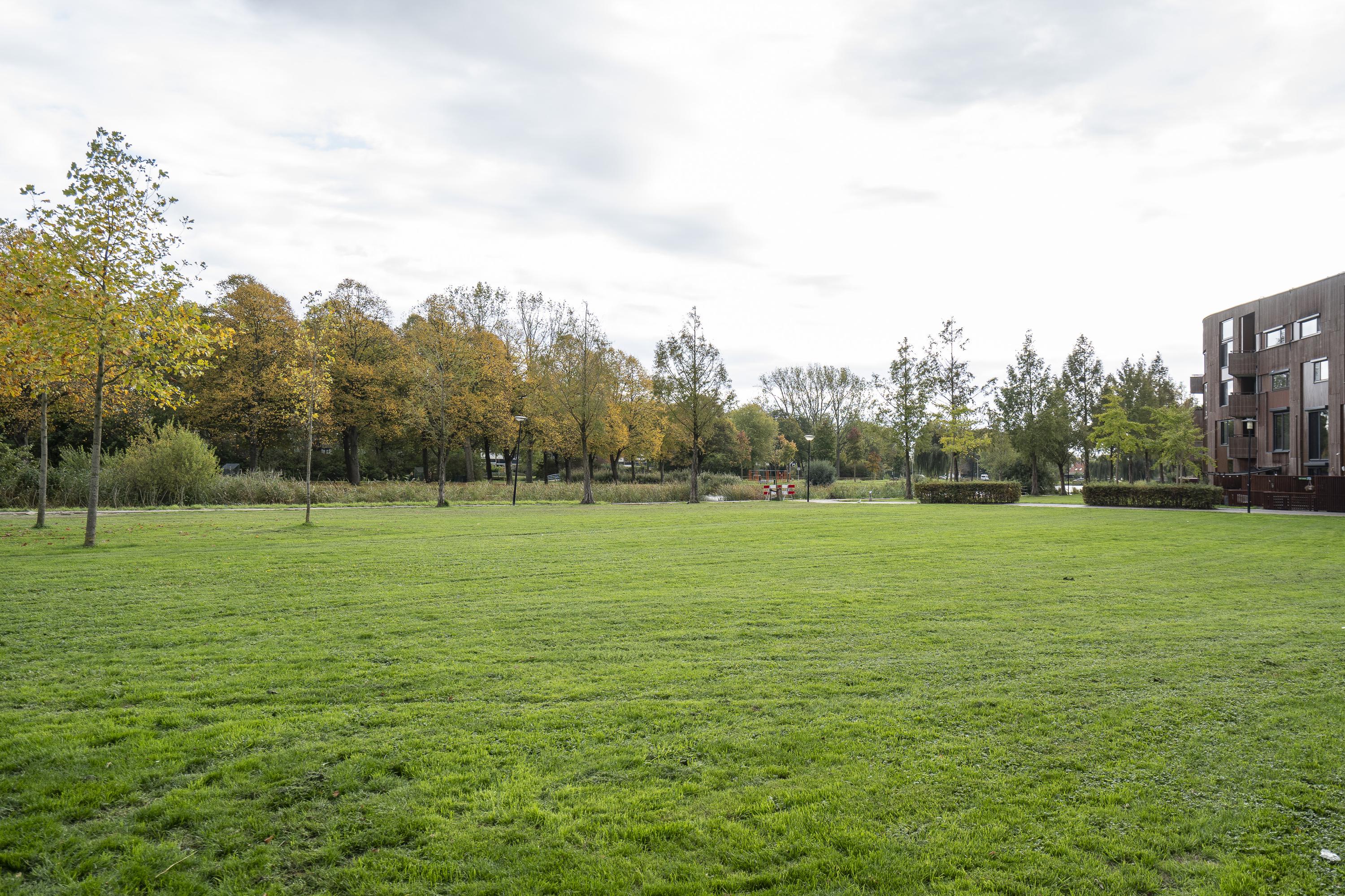 Dotterbloem 14, afbeelding 26