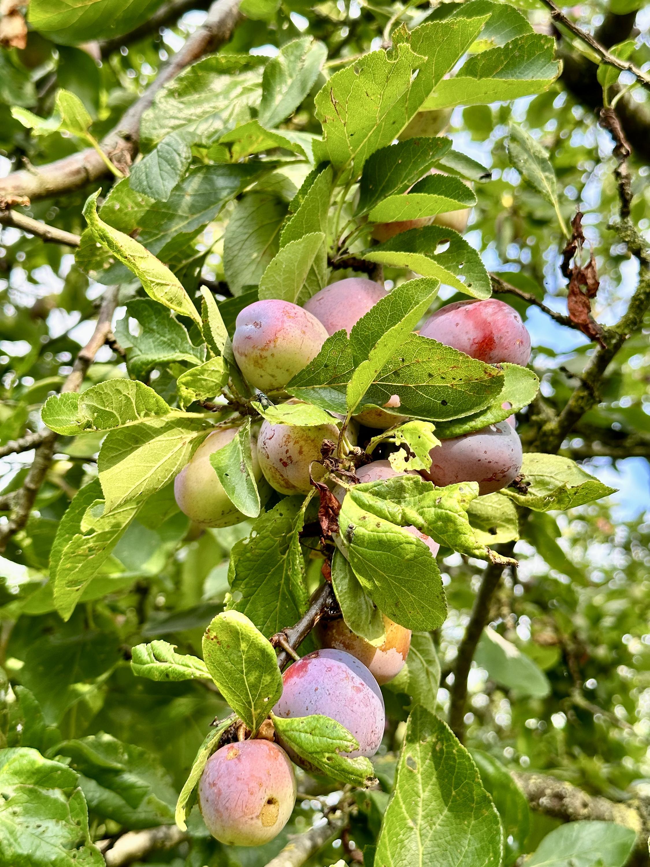 Lage Giessen 17, afbeelding 6