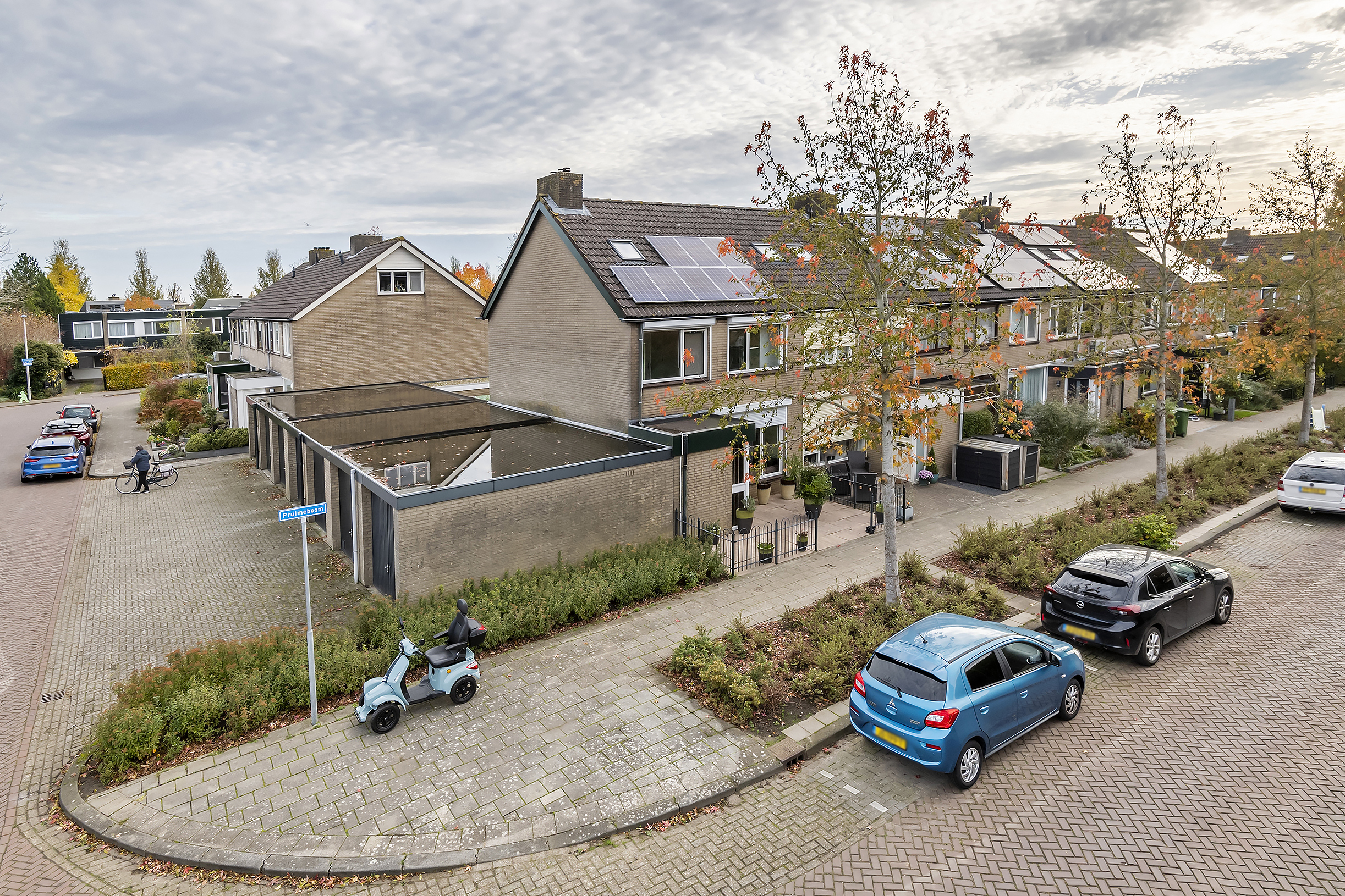 Pruimeboom 2, afbeelding 6