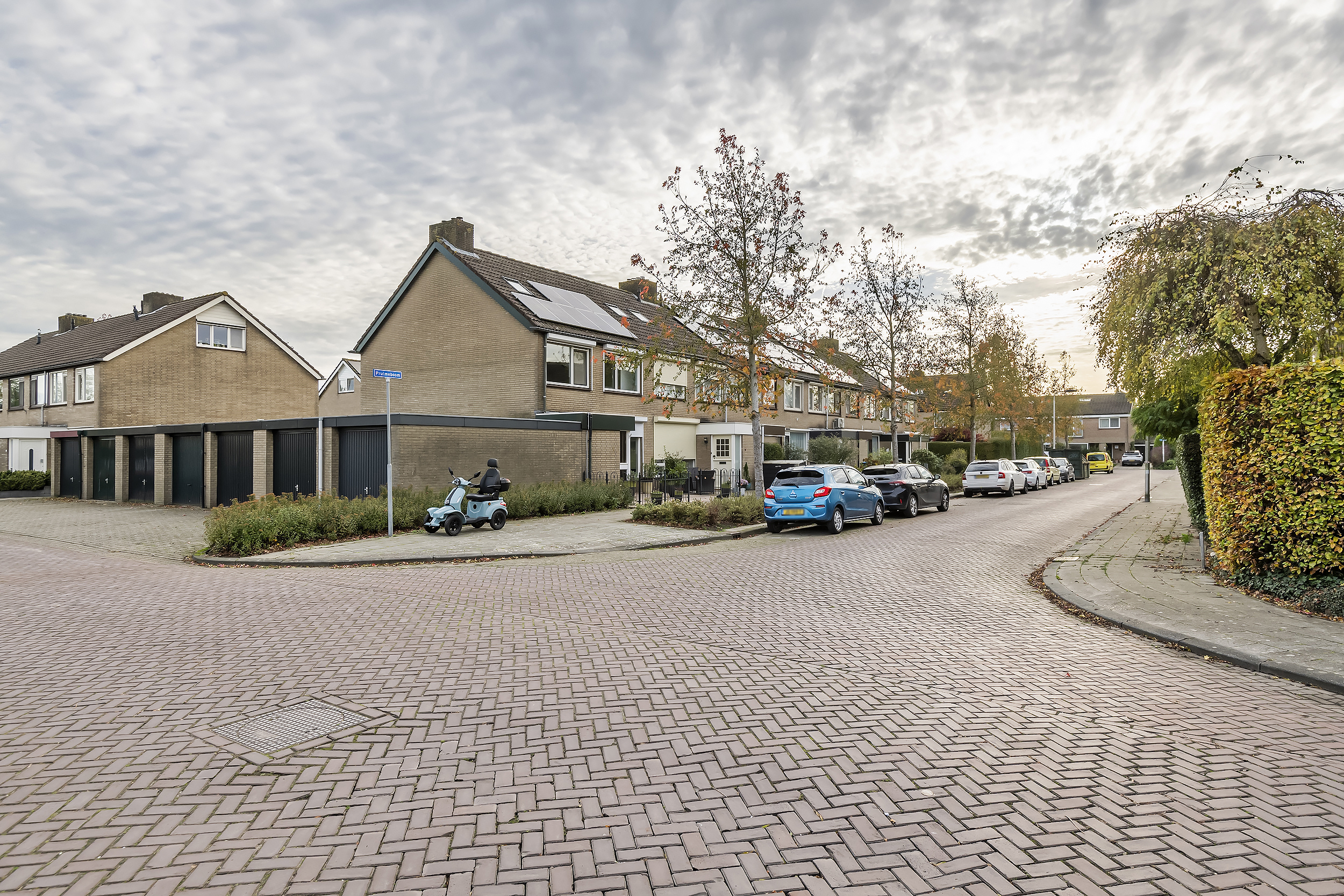 Pruimeboom 2, afbeelding 24